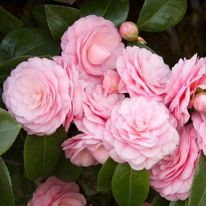 Camellia "Japonica", Roz