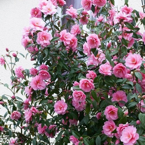 Camellia "Japonica", Roz