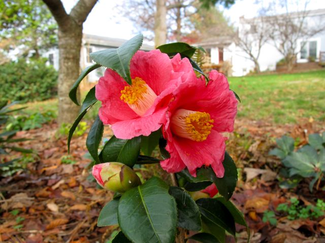 Camellia ''Spring Promise''