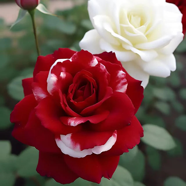 Trandafir "Carnations", la ghiveci