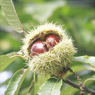 Castan Comestibil, Anul 2, 1 Bucata
