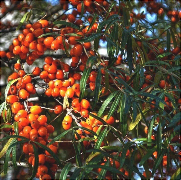 Catina Copac, Anul 2, 1 Bucata