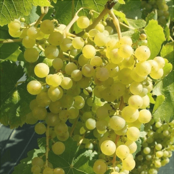 Chasselas_Dore - Pepiniera României