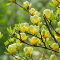 Magnolia "Selena" - Ghiveci