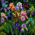 Pachet Iris Germanica Aurora-20 bucăți