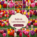 Bulbi de Lalele Hybrid Pachet Promoțional Mixt, 100 Bucăți