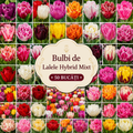 Bulbi de Lalele Hybrid Pachet Promoțional Mixt, 50 Bucăți