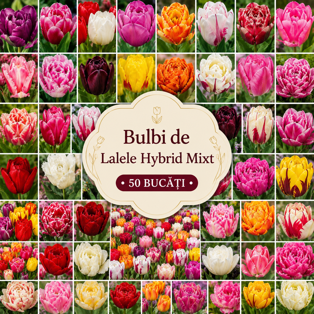 Bulbi de Lalele Hybrid Pachet Promoțional Mixt, 50 Bucăți