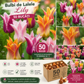 Bulbi de Lalele Lily Pachet Promoțional , 50 Bucăți