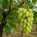 Butaș Viță de Vie de Masă "Țâța Caprei"