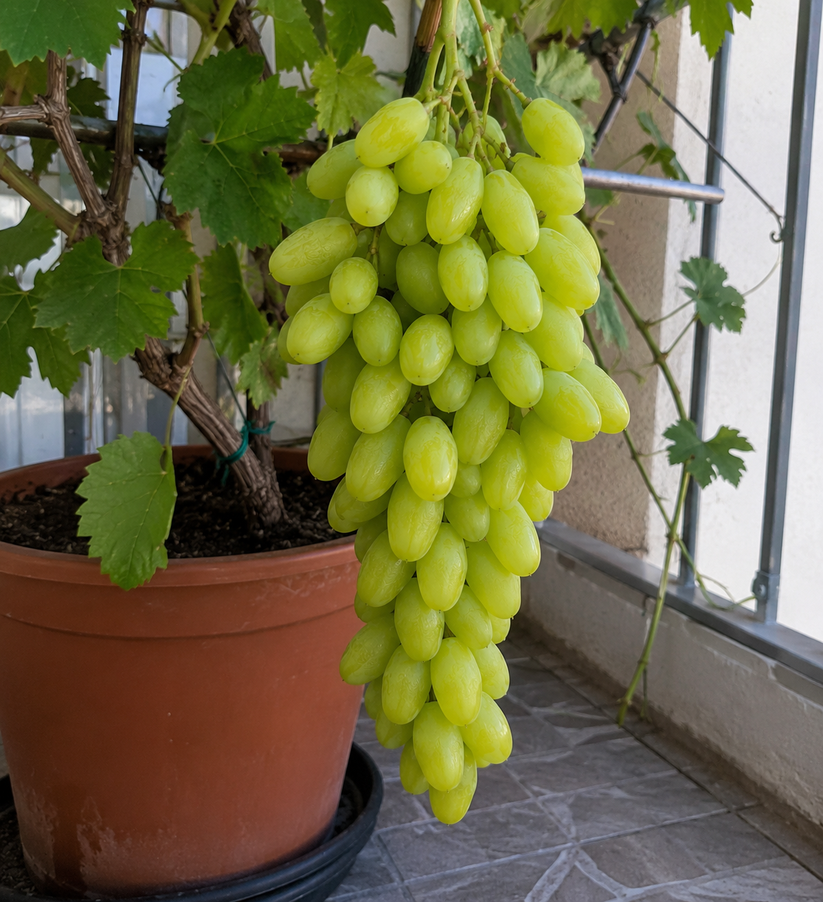 Viță de Vie de Masă „Țâța Caprei” la Ghiveci