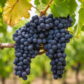 Viță de Vie de Vin "Pinot Noir" la Ghiveci