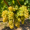 Butaș Viță de Vie de Vin "Tămâioasă"