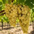 Viță de Vie de Vin "Mustoasă de Măderat" la Ghiveci