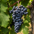 Viță de Vie de Vin "Băbească" la Ghiveci