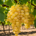 Viță de Vie de Vin "Sauvignon Blanc" la Ghiveci