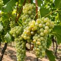 Butaș Viță de Vie de Vin "Riesling Italian"
