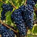 Butaș Viță de Vie de Vin "Syrah"
