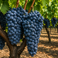 Viță de vie de Vin "Primitivo" la Ghiveci