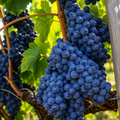 Viță de Vie de Vin "Cadarcă" la Ghiveci