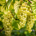Vița de Vie de Vin "Chardonnay" la Ghiveci