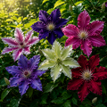 PROMO 5 BUCATI  CLEMATIS