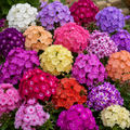 Pachet 10 Bucati Phlox Nude Garden