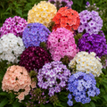 Pachet 20 Buc Phlox Velvet Bloom