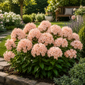 Phlox Aura Bloom-2 bucati