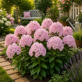 Phlox Opulence-2 bucati