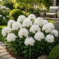 Phlox Pure-2 bucăti