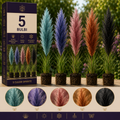Pachet Royal Pampas Collection – 5 bucăți Mix Color
