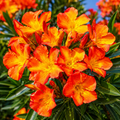 Leandru Sun Flame