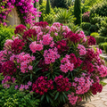 Leandru Royal Blush