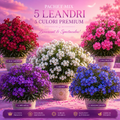 Pachet Mix 5 Leandri Premium