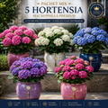 Pachet Premium Hortensia 5 Bucăți
