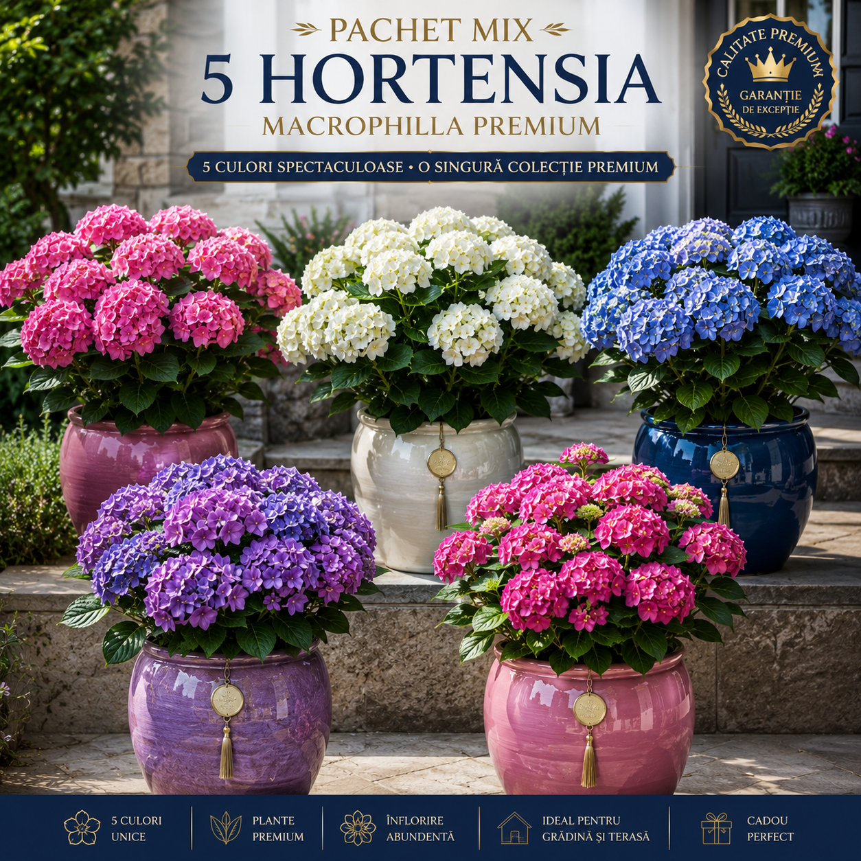 Pachet Premium Hortensia 5 Bucăți