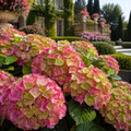 Hortensia "Strawberry Matcha"