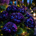 Hortensia "Midnight Aurora"