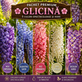 MIX Premium 5 Glicine