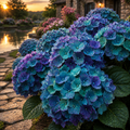 Hortensia "Mystic Lagoon"