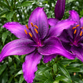 Bulbi de Crini - Rare Purple - 2 buc