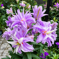 Bulbi de Crini Viola