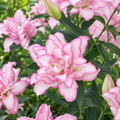 Bulbi de Crini "Roselily Anouska"- 2 bucati