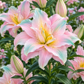 Bulbi de Crini "Lotus Spring"- 2 bucati