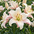 Bulbi de Crini "Pearl Frances"- 2 bucati
