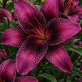 Bulbi de Crini Purple Dream