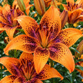 Bulbi de Crini "Orange Art"- 2 bucati
