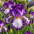 Bulbi de Iris Germanica "Ensata Gusto", 1 Bucata