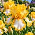 Bulbi de Iris Germanica "Ensata Gold Bound", 1 Bucata
